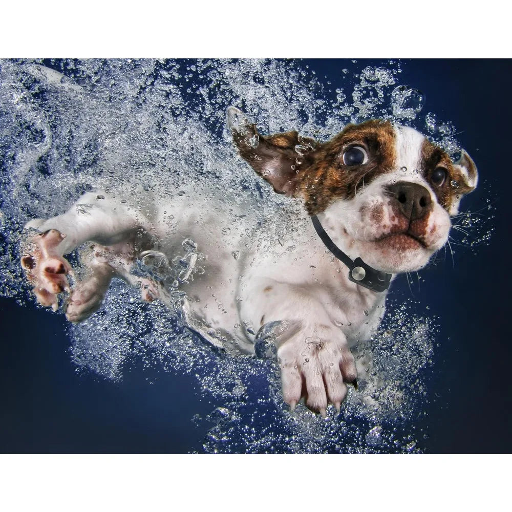 Power Pet Automatic Pet Door Mount 4 Way Access Deadbolt